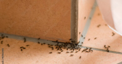 anti fourmis maison naturel