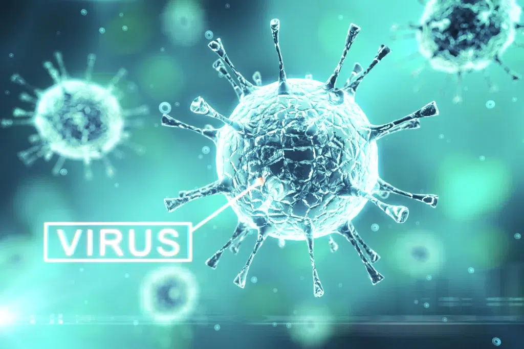Parvovirus B19