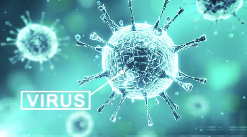 Parvovirus B19