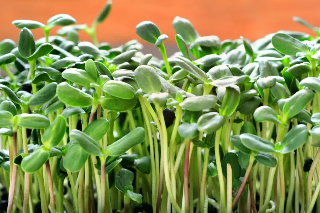 microgreens graines germées