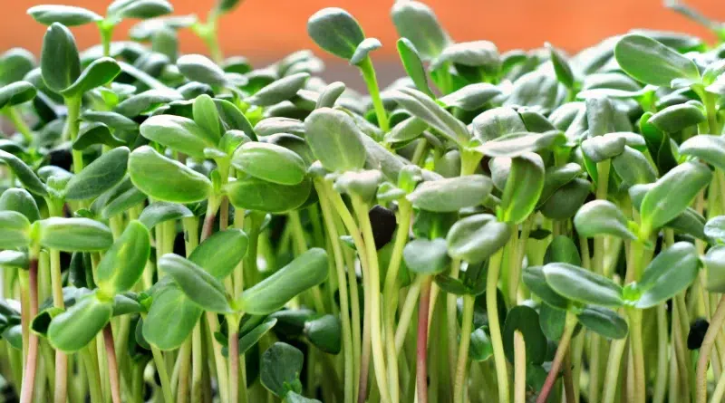 microgreens graines germées