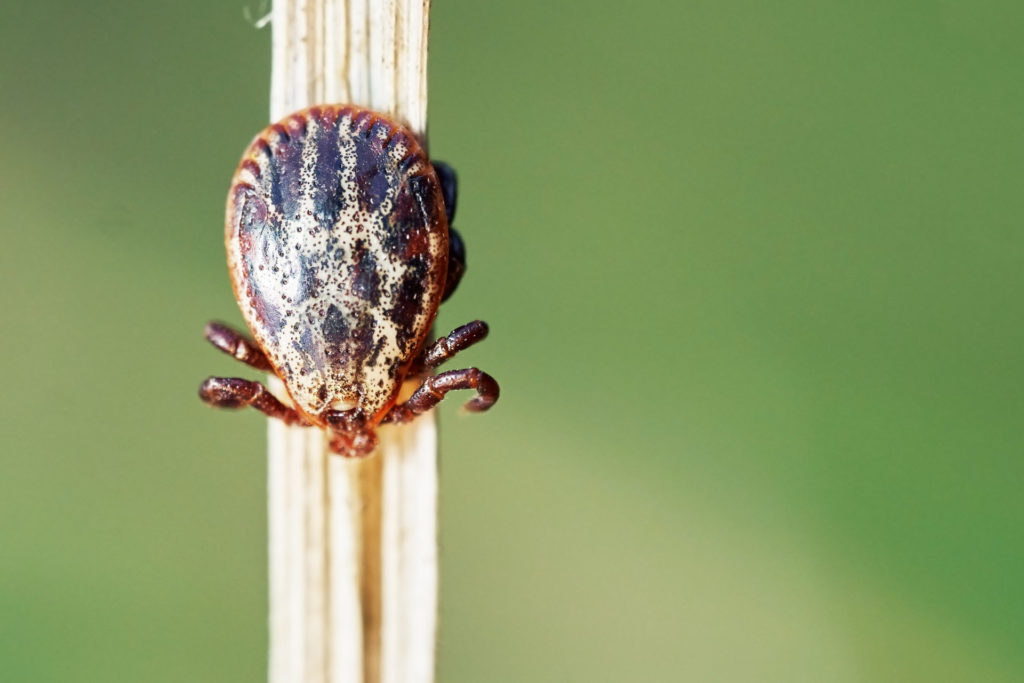tiques dans la nature