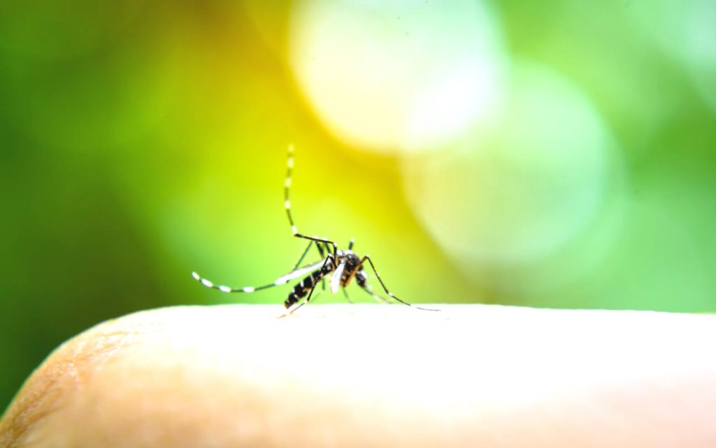 dengue