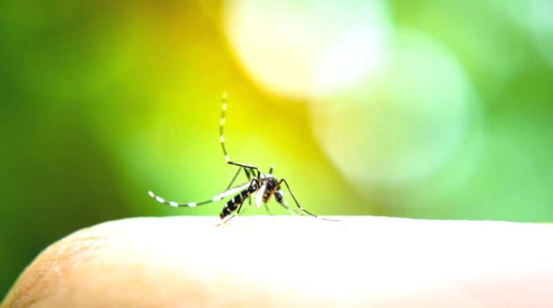 dengue