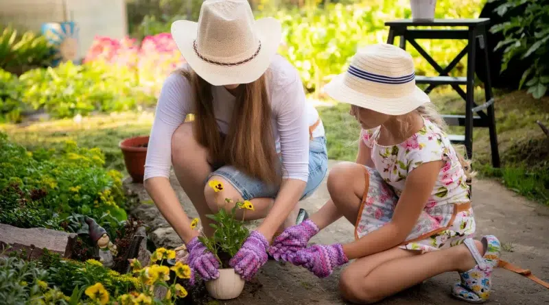 jardin moustiques